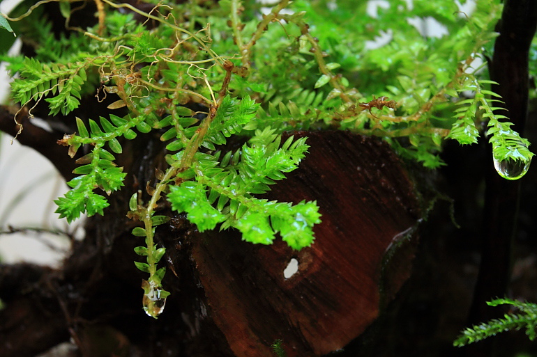 陸生植物3