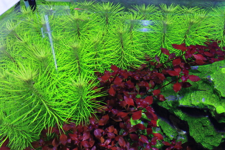 贈送水草1.JPG