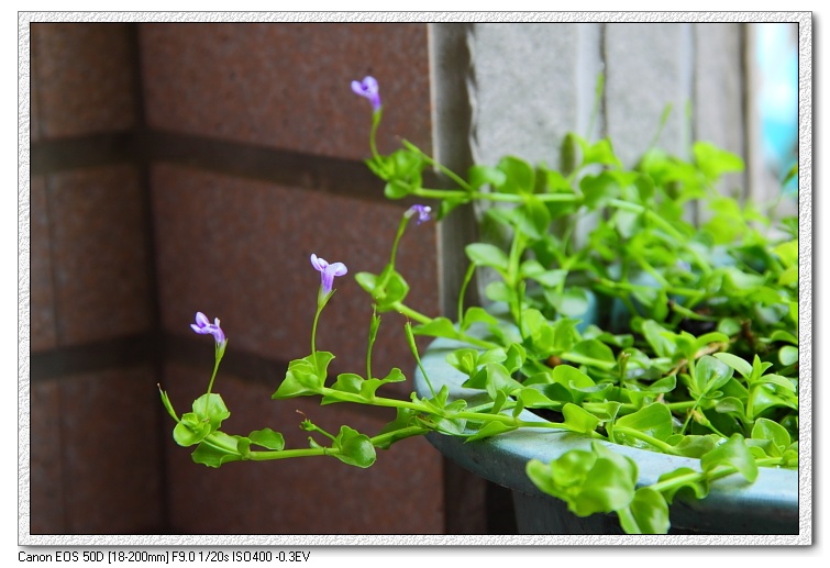 美麗的水上葉開花.JPG