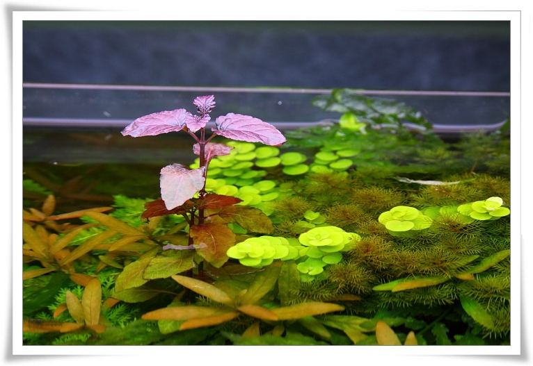 長出水面的彩葉薄荷.JPG 長出水面的彩葉薄荷.JPG