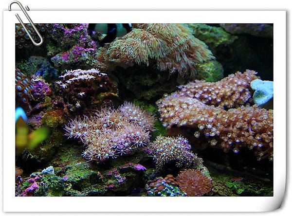 海水缸-6.JPG