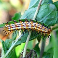 The Caterpillar.jpg