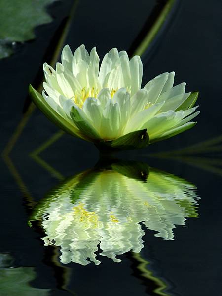 lotus-flower.jpg