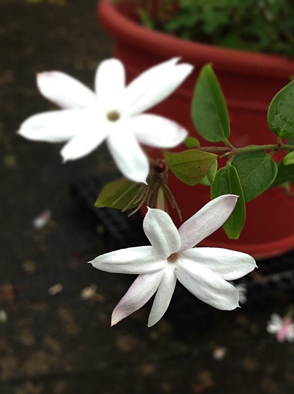 粉苞素馨 Wcp的部落格 痞客邦 粉苞素馨 Wcp的部落格 痞客邦