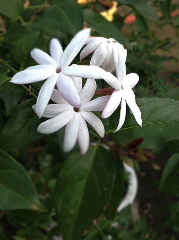 粉苞素馨 Wcp的部落格 痞客邦 粉苞素馨 Wcp的部落格 痞客邦