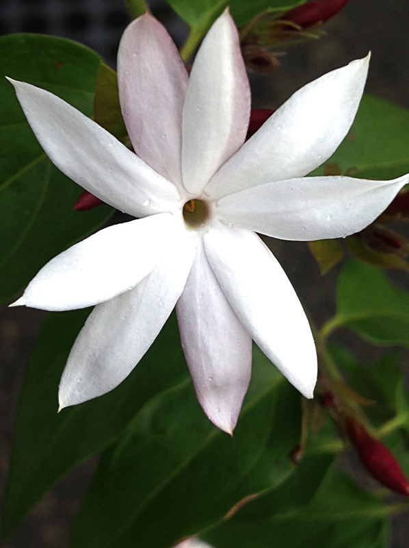 粉苞素馨 Wcp的部落格 痞客邦 粉苞素馨 Wcp的部落格 痞客邦