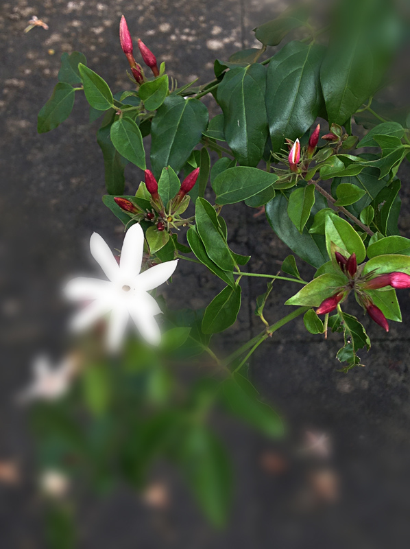 粉苞素馨 Wcp的部落格 痞客邦 粉苞素馨 Wcp的部落格 痞客邦