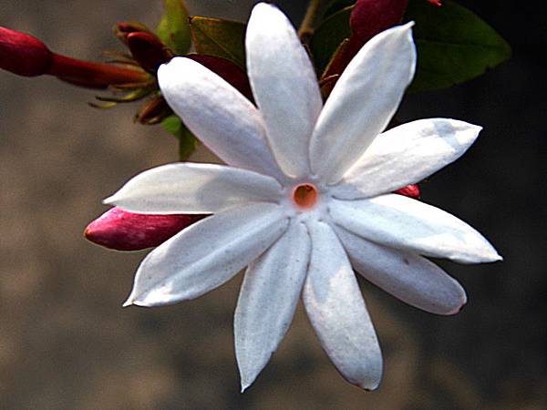 粉苞素馨 Wcp的部落格 痞客邦 粉苞素馨 Wcp的部落格 痞客邦