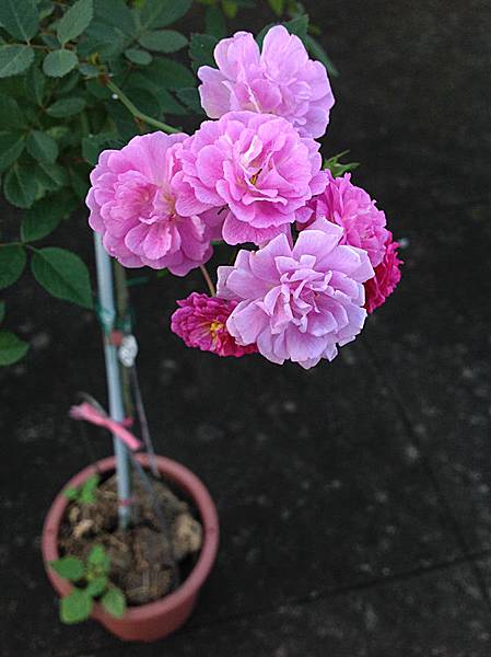 Wcp種的玫瑰花 深粉天使薔薇4 Jpg Wcp 的相簿 痞客邦 Wcp種的玫瑰花 深粉天使薔薇4 Jpg Wcp 的相簿 痞客邦