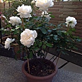 白玫瑰3.JPG