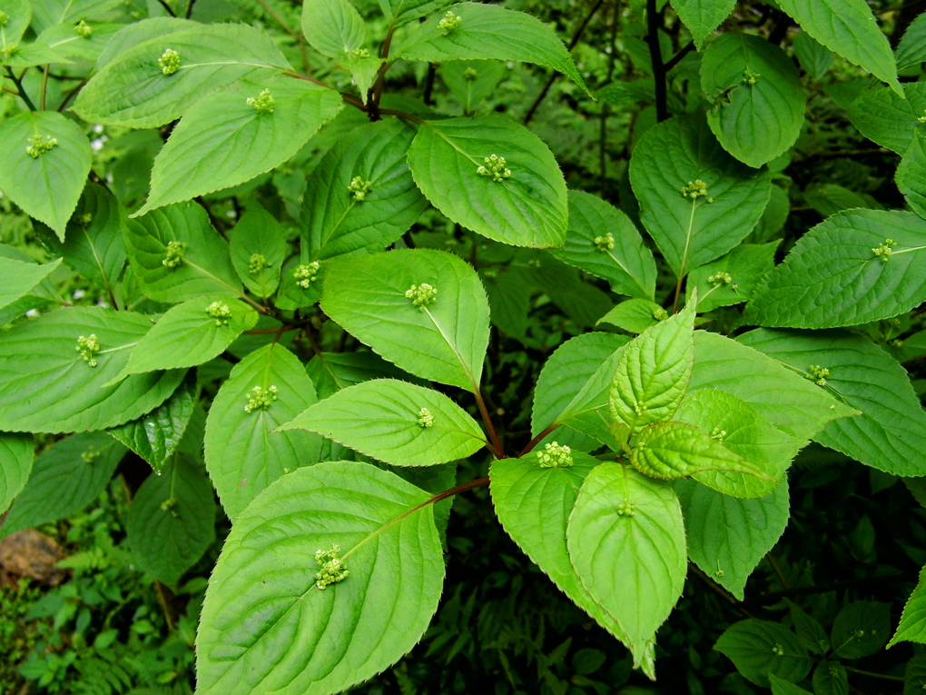 DSCI7306_1.jpg DSCI7306_1.jpg