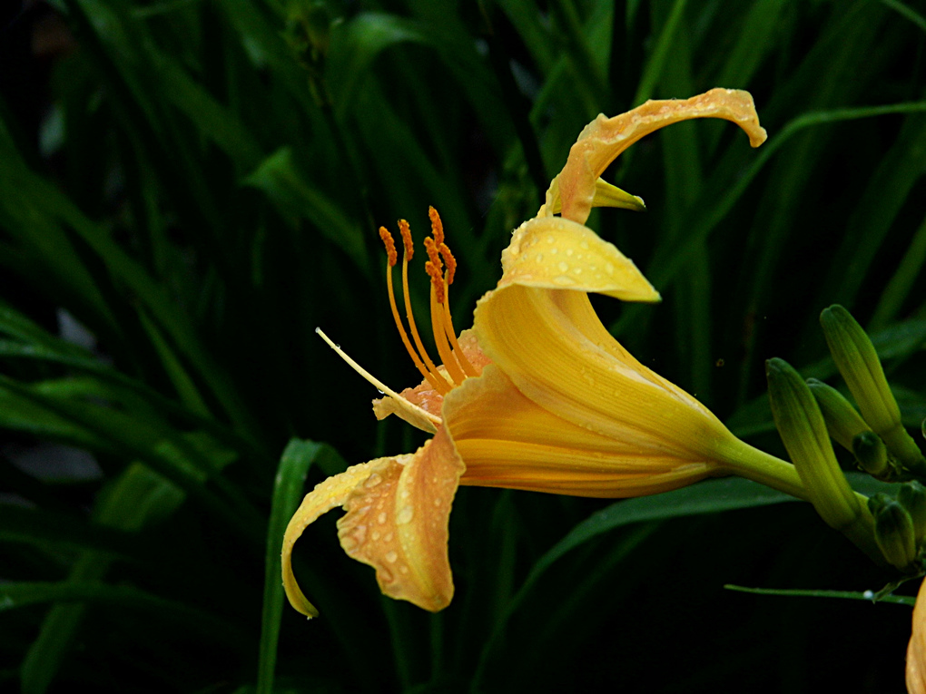 DSCI9253_1.jpg DSCI9253_1.jpg