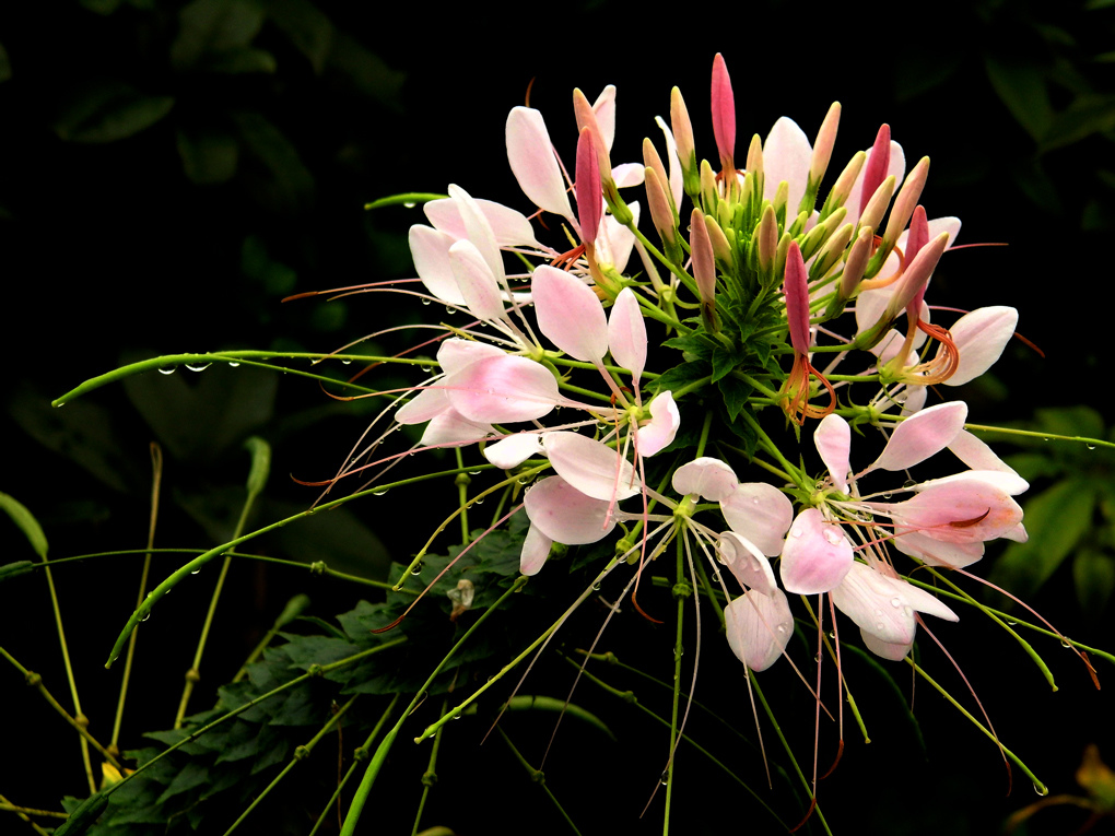 DSCI9789_1.jpg DSCI9789_1.jpg