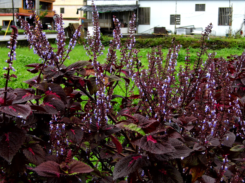 DSCI9346_1.jpg DSCI9346_1.jpg