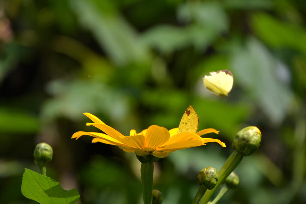 王爺葵 五爪金英 Wcp的部落格 痞客邦 王爺葵 五爪金英 Wcp的部落格 痞客邦