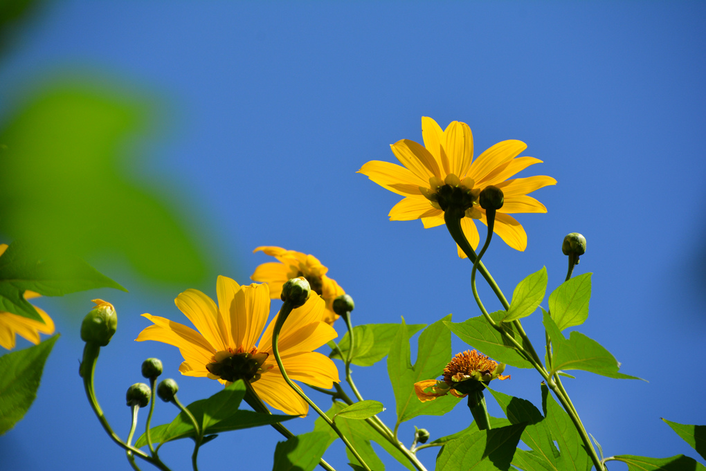 王爺葵 五爪金英 Wcp的部落格 痞客邦 王爺葵 五爪金英 Wcp的部落格 痞客邦