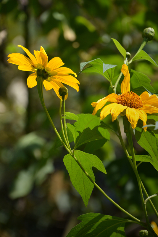 王爺葵 五爪金英 Wcp的部落格 痞客邦