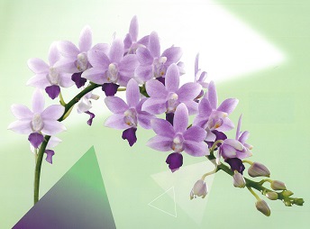 紫色蘭花1.jpg