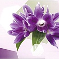 紫色蘭花2.jpg