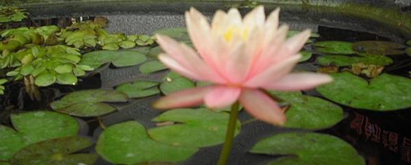 蓮花.jpg 蓮花.jpg