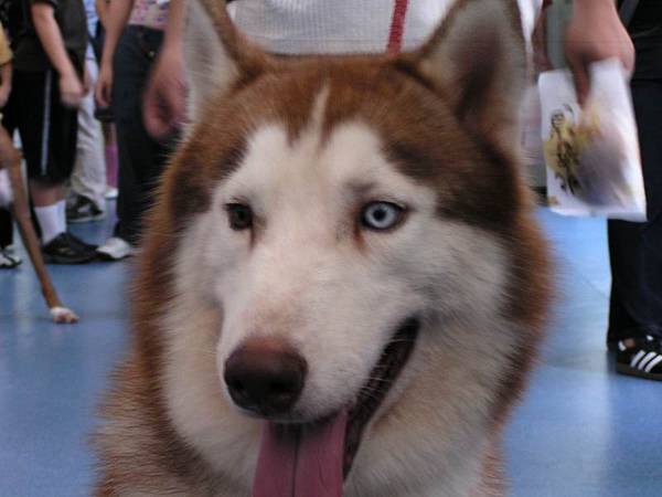 04水族展at世貿三館 陰陽眼哈士奇 Pdw的相簿 痞客邦 04水族展at世貿三館 陰陽眼哈士奇 Pdw的相簿 痞客邦