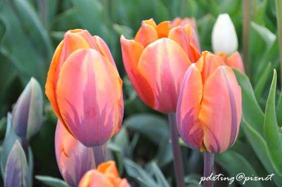 tulip09.jpg