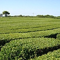 綠茶博物館外的綠茶田