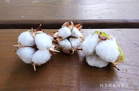 療癒系種植 第一次種棉花 阿笠的栽培筆記 痞客邦 療癒系種植 第一次種棉花 阿笠的栽培筆記 痞客邦