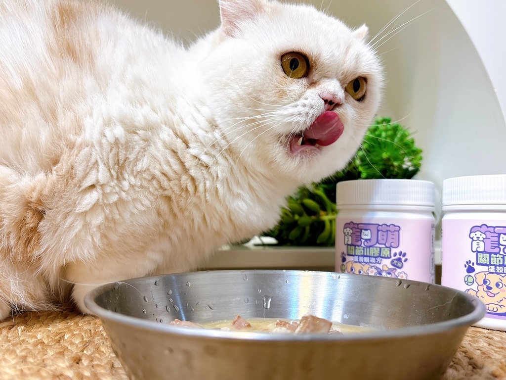 【寵物】犬貓關節保養推薦寵可萌關節膠原蛋殼膜粉 挑嘴貓 【寵物】犬貓關節保養推薦寵可萌關節膠原蛋殼膜粉 挑嘴貓