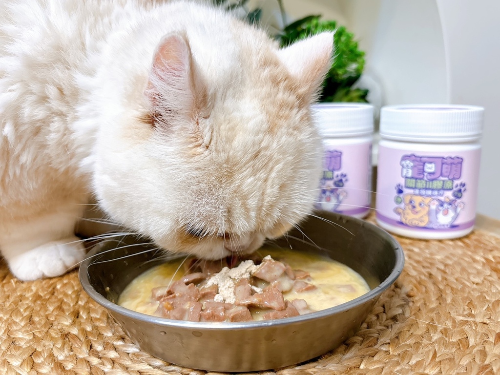 【寵物】犬貓關節保養推薦寵可萌關節膠原蛋殼膜粉 挑嘴貓 【寵物】犬貓關節保養推薦寵可萌關節膠原蛋殼膜粉 挑嘴貓