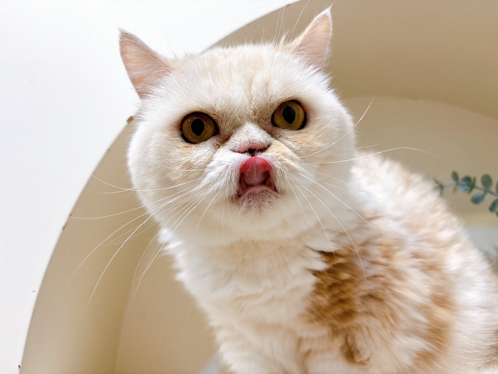 【寵物】犬貓關節保養推薦寵可萌關節膠原蛋殼膜粉 挑嘴貓 【寵物】犬貓關節保養推薦寵可萌關節膠原蛋殼膜粉 挑嘴貓