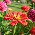 P1110288