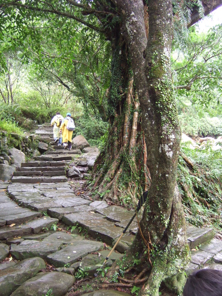 2008.10.25  草嶺古道的雨水 006.jpg