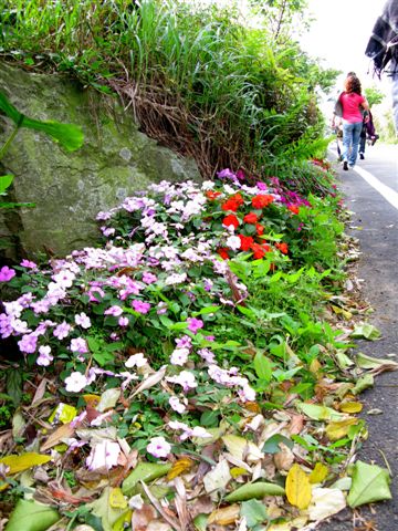 路邊小野花