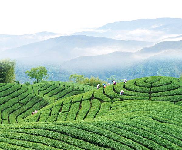 竹山八卦茶園