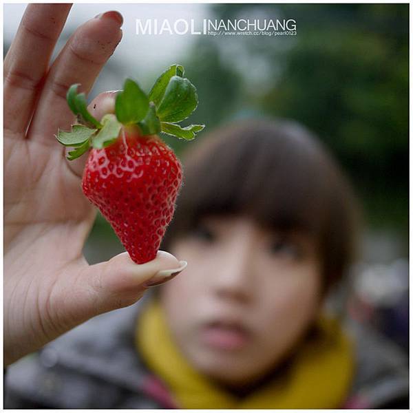 草莓還很小