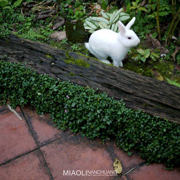 有兔子在庭園