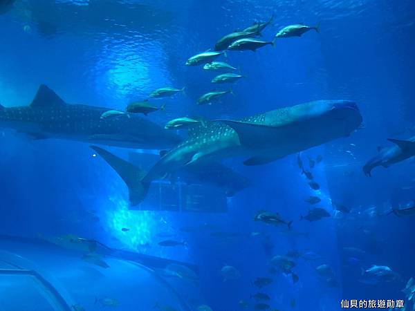 16 沖繩五日自駕day2世界最大的水族館沖繩美麗海 仙貝的旅遊勛章部落格 痞客邦