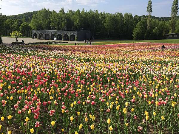 日本北海道 六月賞花趣滝野すずらん丘陵公園 Pearltj7 痞客邦