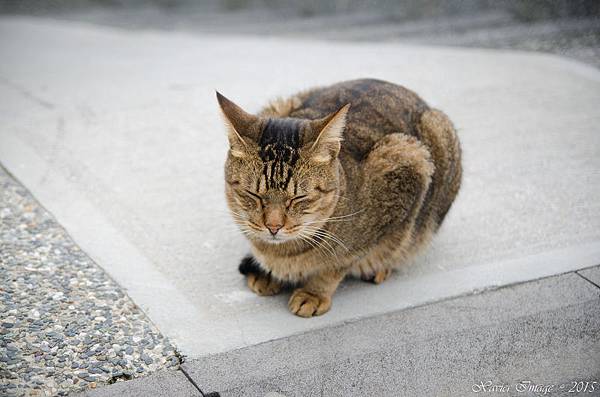 猴硐貓村_貓 2