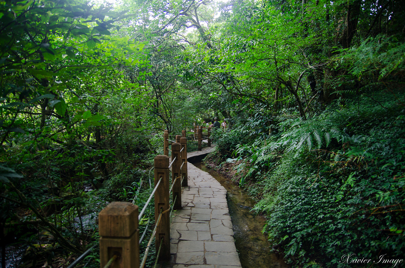 陽明山_水車寮_高家繡球花田 19