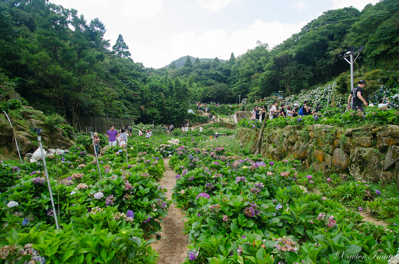 陽明山_水車寮_高家繡球花田 15