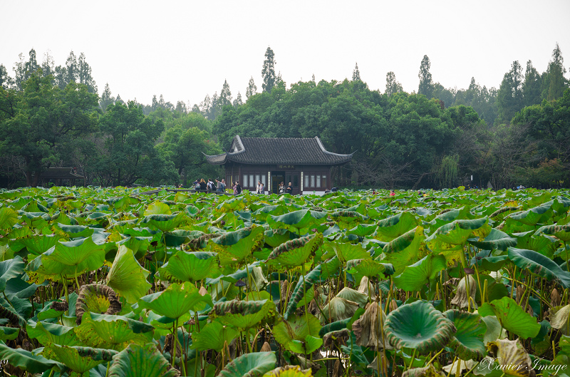 杭州西湖十景_曲院風荷