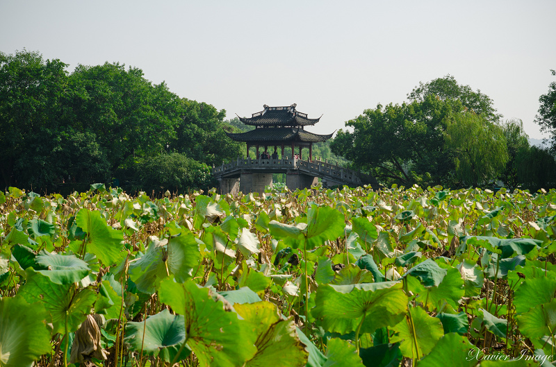 杭州西湖十景_曲院風荷 7