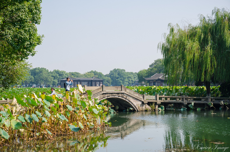 杭州西湖十景_曲院風荷 11