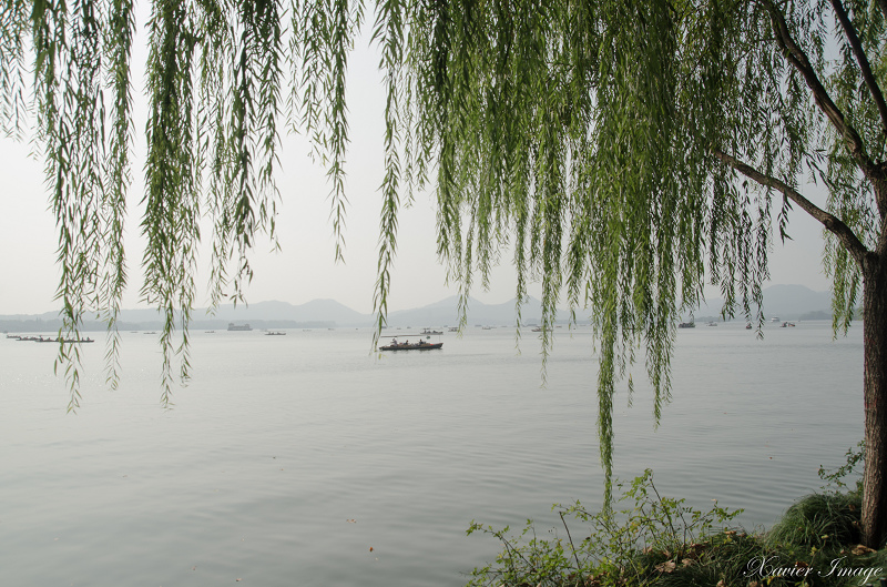 杭州西湖_北山路垂柳 2