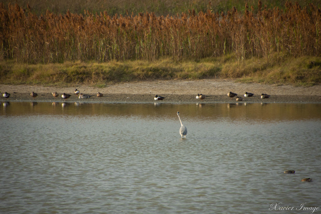 高雄茄萣濕地公園_野鳥 3