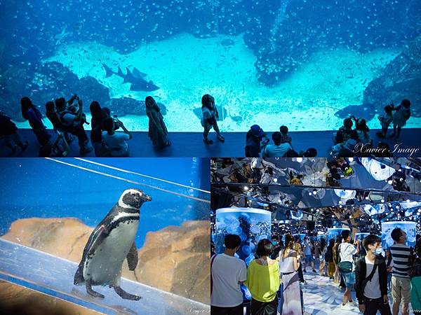 [旅遊] Xpark 都會型水生公園推薦五大亮點