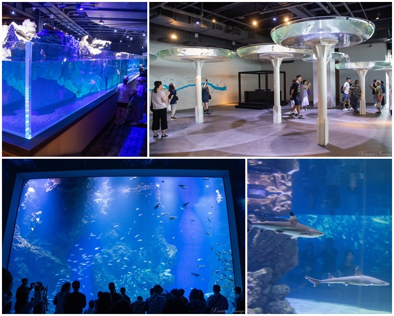 [遊記] 台中海洋館七大參觀重點(含停車) 