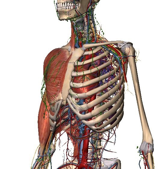 胸部解剖圖